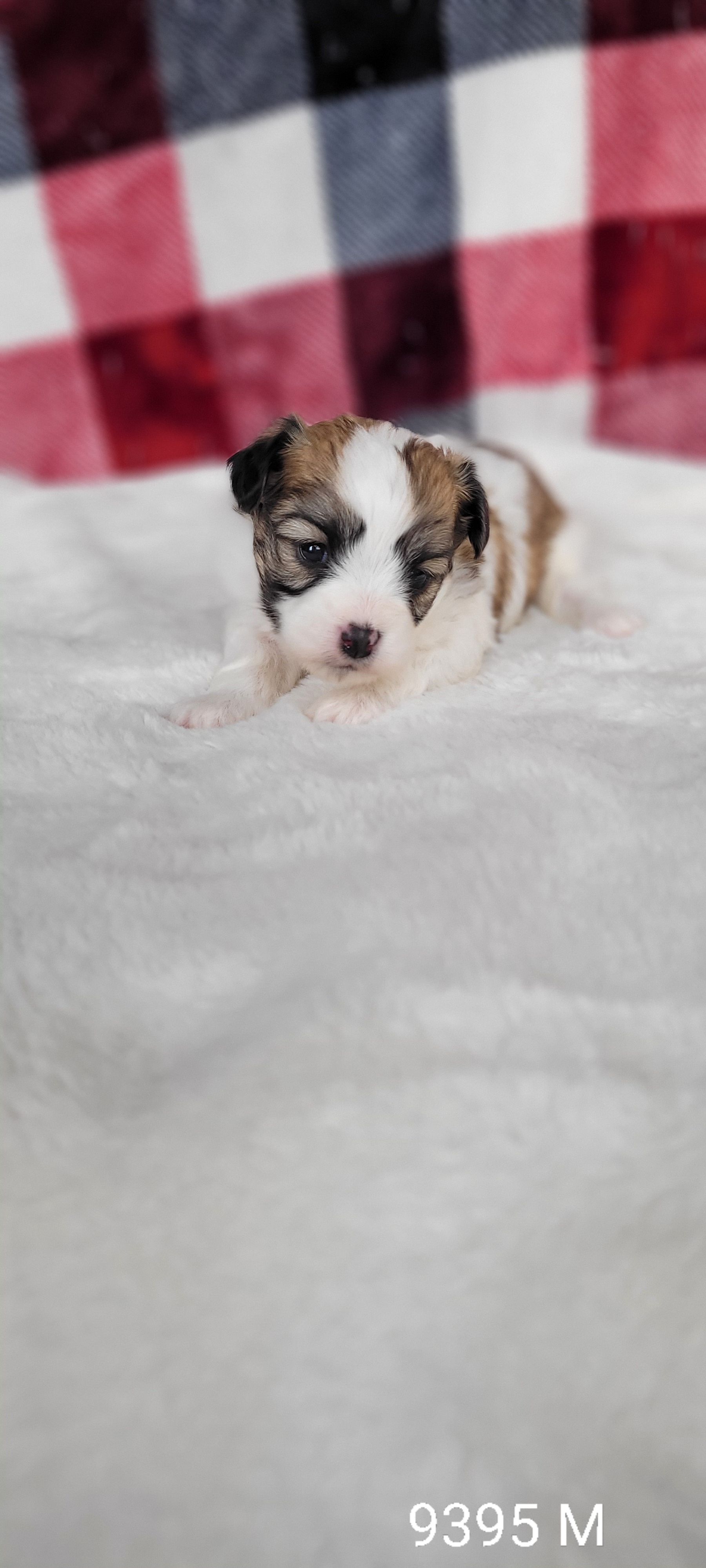 Papillon bichon mix store puppies