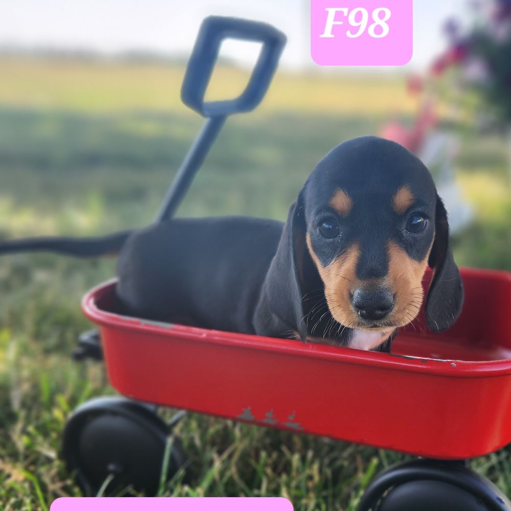 Dachshund puppies, puppies, puppy for sale, puppies in iowa, doxie