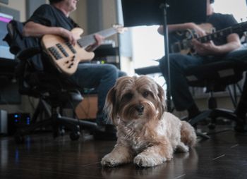 Bobby the Studio Dog
