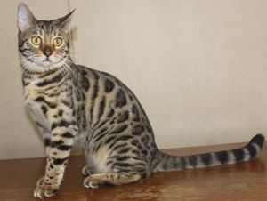 family cats　0118 s-l400.jpg