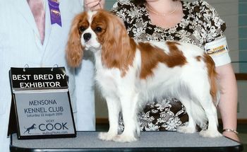 Best Bred By Exhibitor under Judge Raymond Filburn
