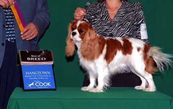 Best of Breed under Judge Kenneth Berg
