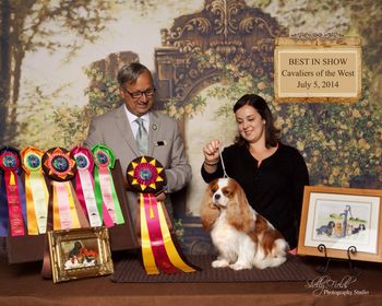 Another Best in Show, this time under Judge Andreas Schemel (UK) at the COTW Oakland Specialty.  This win finished her in the Club.  She went on to win a third major the following day under Judge Sara Nordin with RWB.
