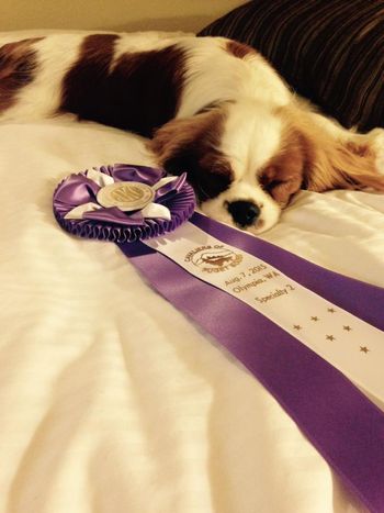 Resting with his ribbon after going Reserve Winners Dog at the Cavaliers of Puget Sound Specialty from the puppy class
