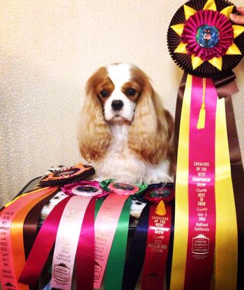 Elphie with her ribbons after finishing her CKCSC-USA title to become a dual CH
