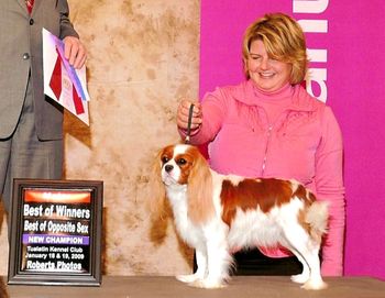Sophie finishing her AKC Championship at the Portland Rose City Classic with a 4 point major under Judge Dr Robert Smith, handled by Amy Rutherford
