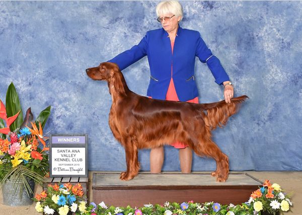 Kennel club hotsell irish setter puppies