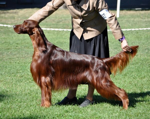 Champion irish sale setters