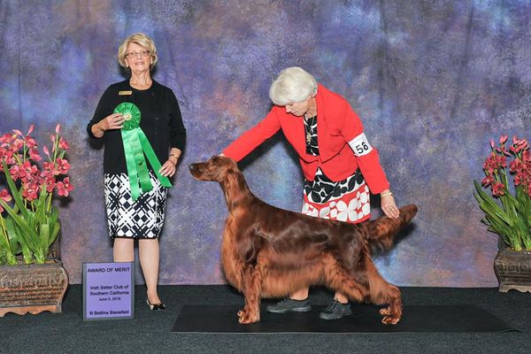 Penny Winning the first Award of Merit in San Diego the National Weekend 2016.