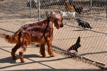 Windy the bird dog!!
