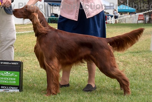 Sophia going Best Of Breed at Santa Barbara Show 2018.  A little Windy that day