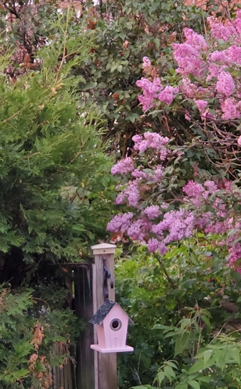 Pink lilac and birdhouse 