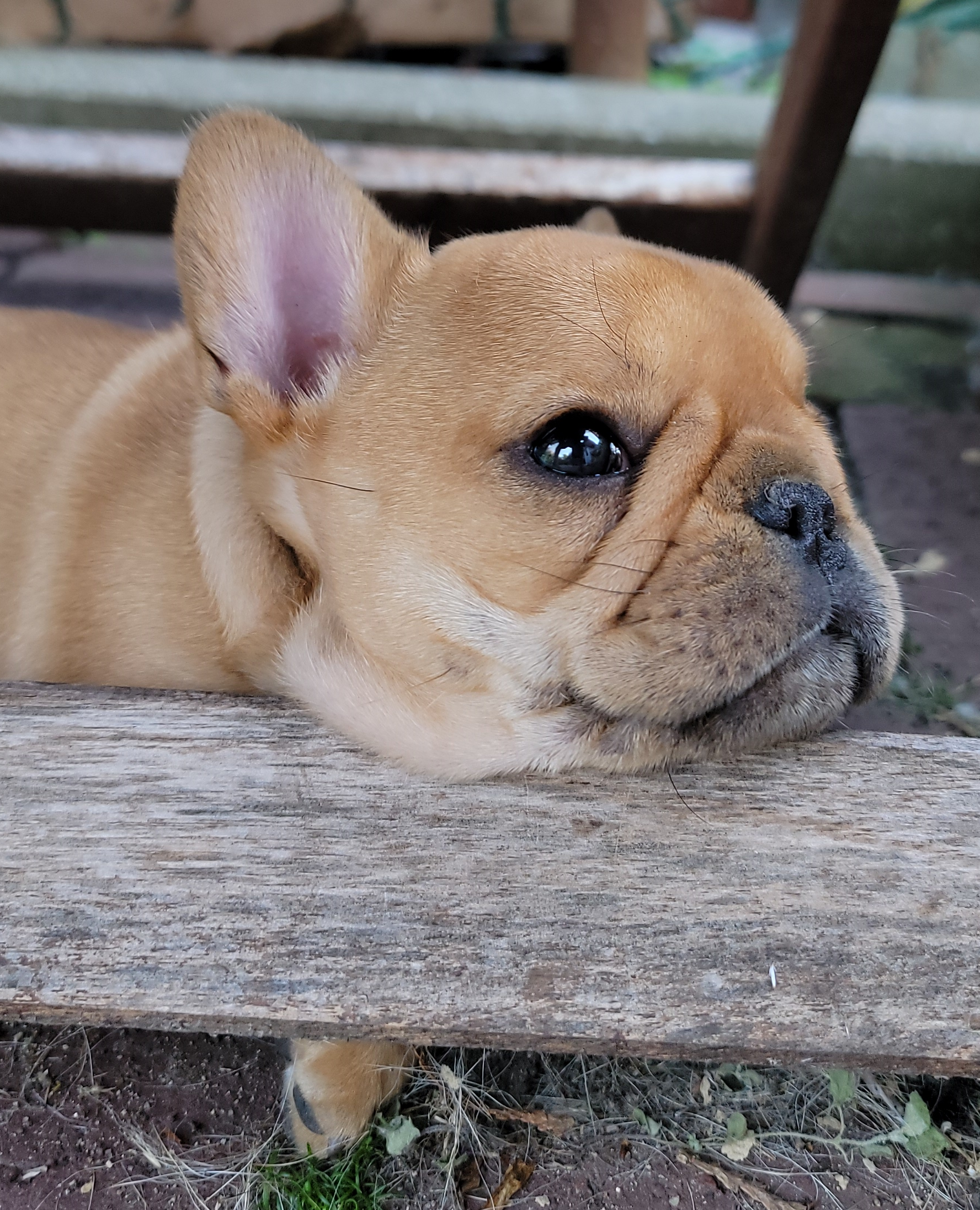 French bulldog resting its head on a patio chair leg