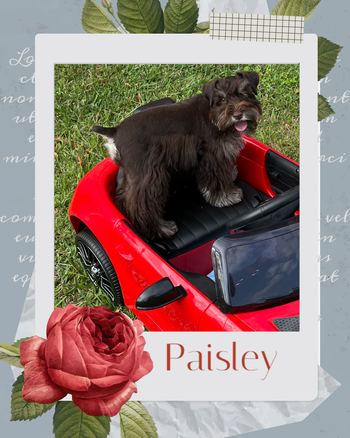 Paisley - Paisley had her 1st litter 3/16/24.  She enjoys being right next to you on the couch. She is very sweet and playful.
