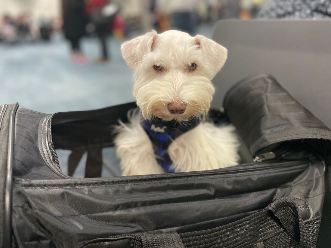 Puppy is ready for his flight

