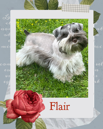 Flair is our next generation from Bettie and Dixon. She will be taking the place of Bettie when she retires in 2024. She is a gorgeous mega coated liver pepper parti and the spitting image of her dad, Dixon. She loves to play fetch with her favorite bone shaped stuffed toy. She is very sweet just like her parents. I can't wait to see what she produces in 2025.
