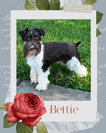 Bettie - Bettie loves to spend time on the couch with you, but loves running around our big yard. Her favorite hobby is chasing butterflies. Bettie is the daughter of Tipper and Maddie. Maddie is retired.
