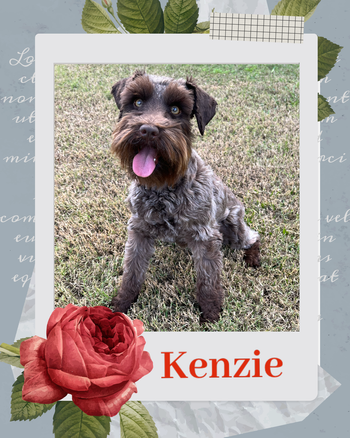 Kenzie - A gorgeous liver with heavy roaning. Kenzie is new to our program. She is full of energy and loves to run and play. She enjoys snuggling on the couch. I can't wait to see puppies from her in May 2024.
