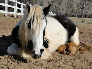 Bridget napping
