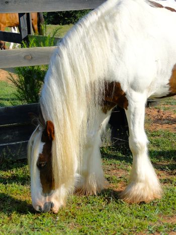 Beautiful Mane
