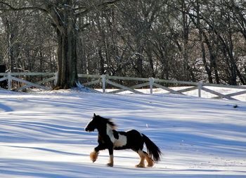 Griffie running in the snow
