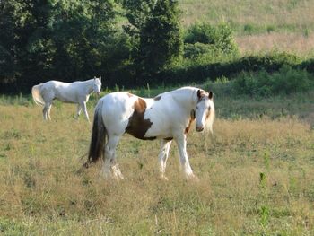 Morning Graze
