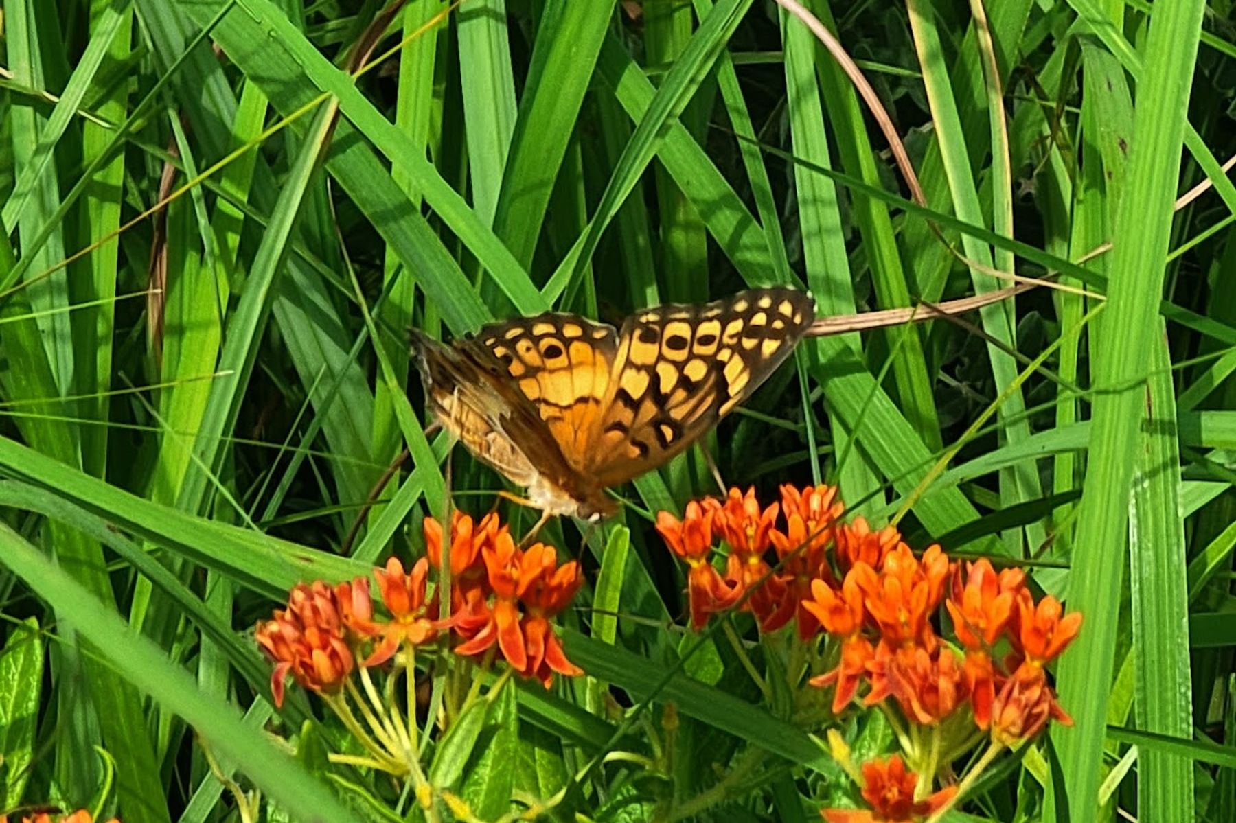 Tallgrass Express Prairie Prayer Vocal