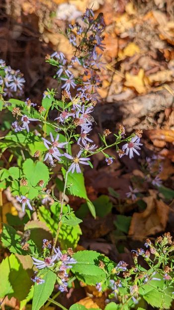 Blue Wood-Aster - 2022
