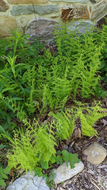 Hay-Scented Ferns - 2021
