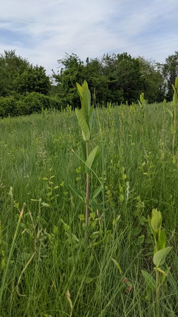 Common Milkweed - 2021
