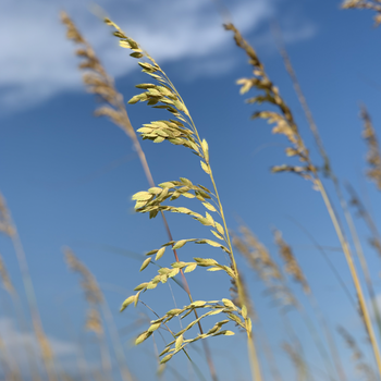 Sea oats -- Pensacola Beach, FL
