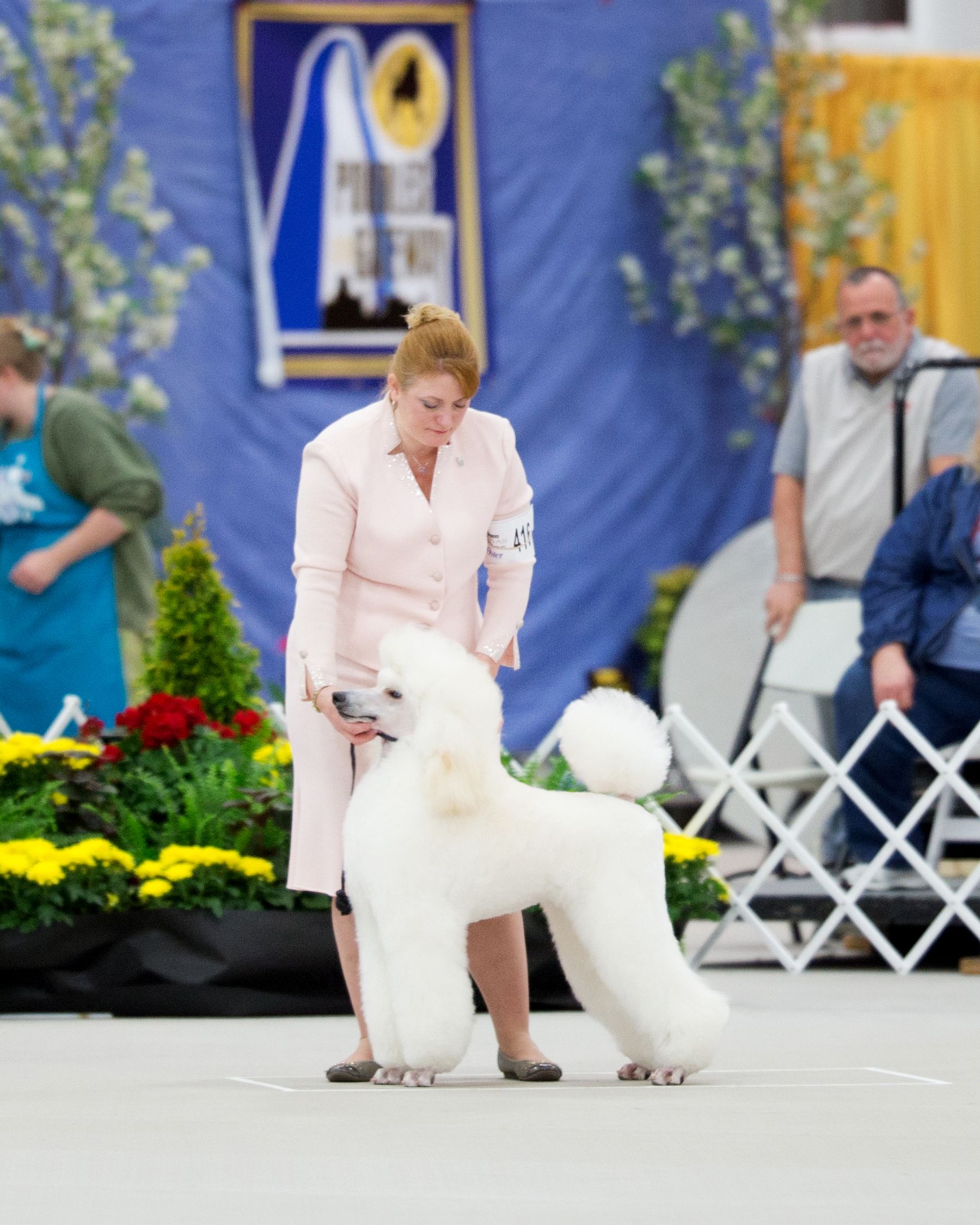 Sovereign standard hot sale poodles