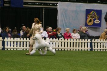 Tiger moving at PCA. Taken by Adele Kirk.
