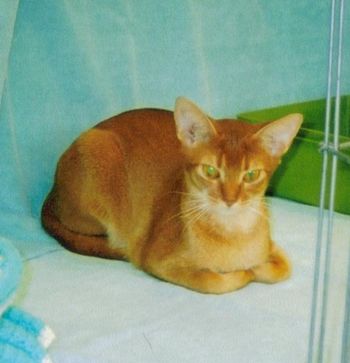 Grand Champion and Regional Award winner El Qahira's Isadora
