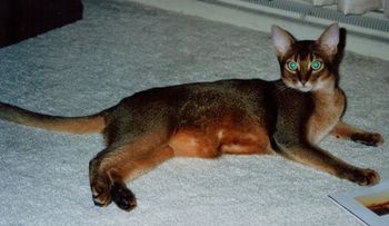 El Qahira's Black Jack
