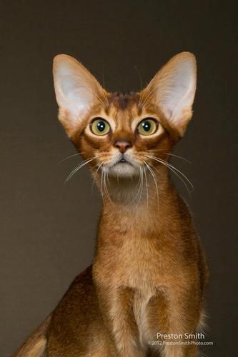 Ruddy Kitten El Qahira's Renaissance of Larissa
