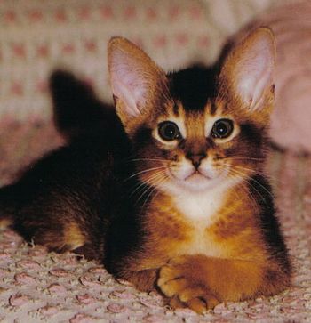 Grand Champion El Qahira's Chocolet as a kitten
