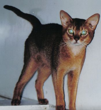 Grand Champion EL Qahira's Elleone
