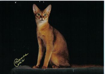 Grand Champion El Qahira's Sweet Dandelion
