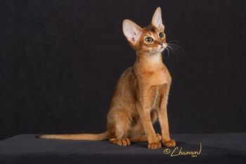 Ruddy Kitten El Qahira's Renaissance of Rulissa
