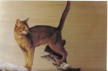 CFA Regional Winner Grand Champion El Qahira's Shasu II
