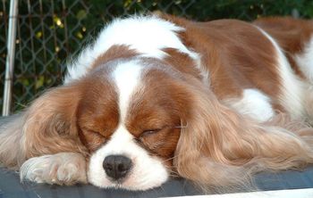 "Ivan" napping before a show. Getting ready is sooooo tiring. Ivan just turned 10 in July.
