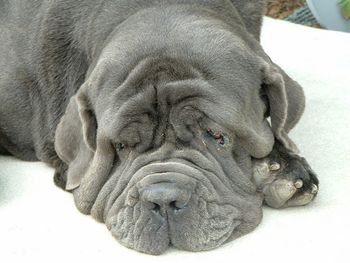 This is "Garr". He was our rescue Neapolitan Mastiff & our Cavalier guardian. He has passed over to Rainbow Bridge and is sadly missed. His favorite thing was playing & slobbering all over the young puppies. And what a sight-160 lbs. moose with a 3 lb cavalier.
