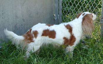 "Gin" (11 yrs old) scoping for lizards. Waiting for a good chase."Gin" will be 13 this coming December and still doing some hunting
