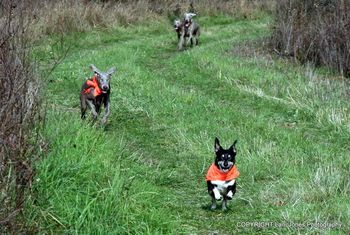 Resident terrier, Nikki, Ali, Leo and Logan recalling.
