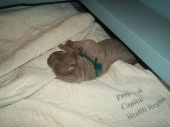 10 days old. Green was Logan's collar color as a puppy... and this totally looks like a Logan-type sleeping spot!
