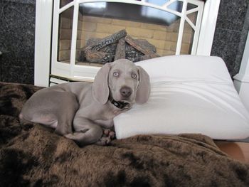 Indy, Red boy, in his home in Abbotsford, BC CANADA, knows how to relax. A weims place is in front of the fireplace!
