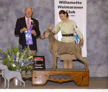 Winners Dog at the Willamette Weimaraner Club First Specialty show. July 2009 Judge: Dr. Hal Engel DVM Handler Carmen Ruby 12 months of age
