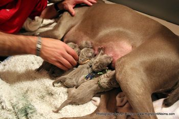 Puppies at the milk bar.
