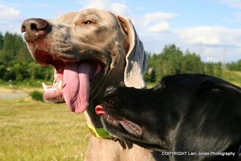 Our lab friend "Pedro" says "What's this tongue doing out there... I bet it's tasty...."
